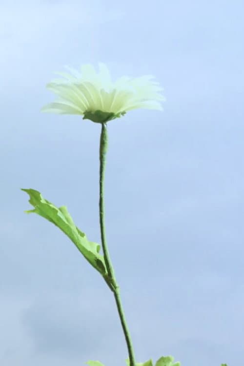 花とラルバ