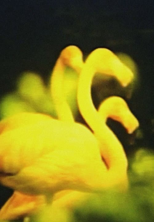 エリスの涙
