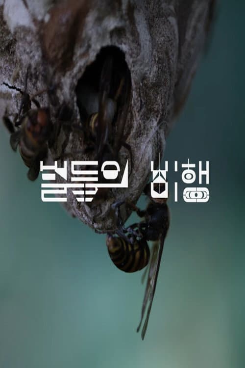 벌들의 비행