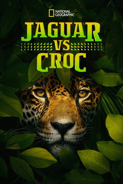 Jaguarlar Timsahlara Karşı